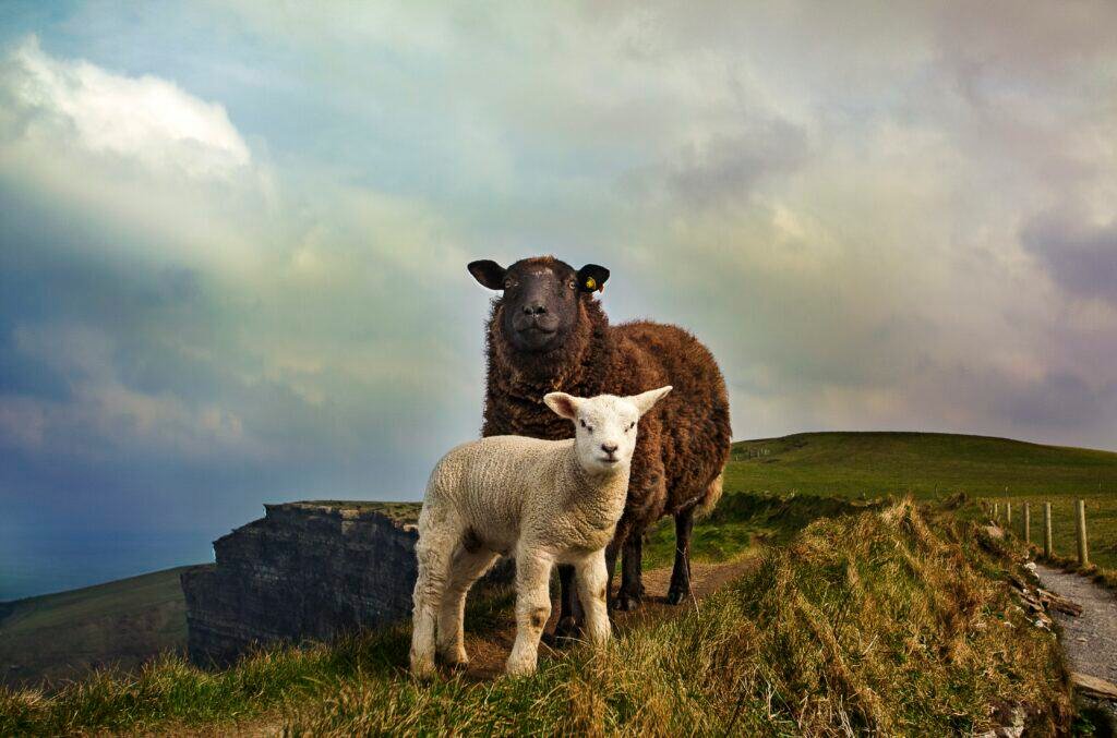 Exploring the Surrounding Area in Schull, Ireland